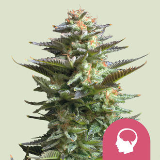 Amnesia Haze (Royal Queen Seeds) Feminiserede