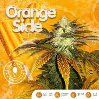 Orangesicle (T.H.Seeds) Feminiserede