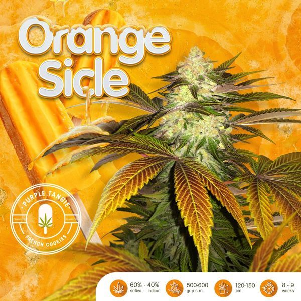 Orangesicle (T.H.Seeds) Feminiserede