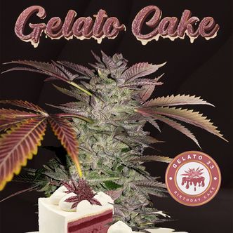 Gelato Cake (T.H.Seeds) feminiserede