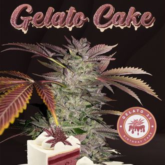 Gelato Cake (T.H.Seeds) Feminiserede