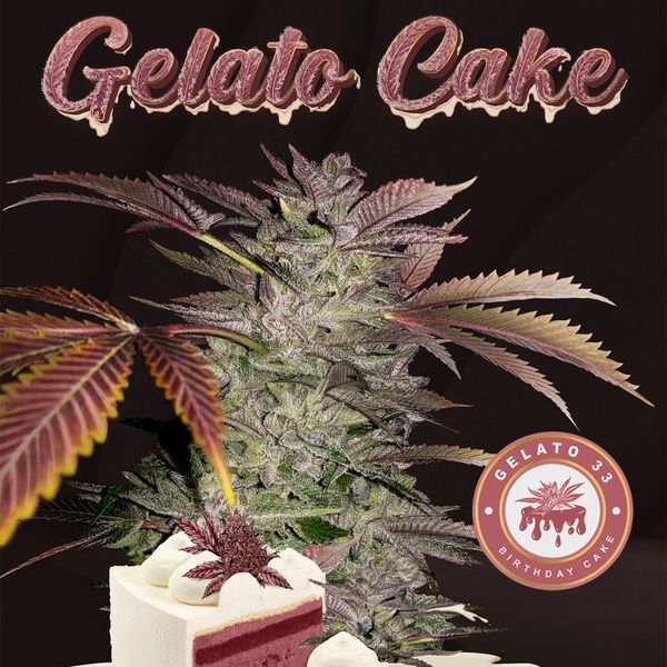 Gelato Cake (T.H.Seeds) Feminiserede