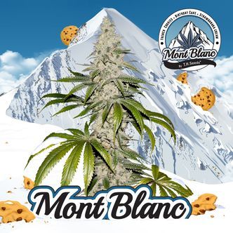 Mont Blanc (T.H.Seeds) feminiserede cannabisfr&oslash;