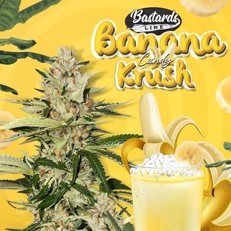 Banana Candy Krush (T.H.Seeds) Feminiserede