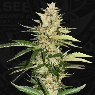 Banana Candy Krush (T.H.Seeds) Feminiserede