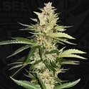 Banana Candy Krush (T.H.Seeds) Feminiserede