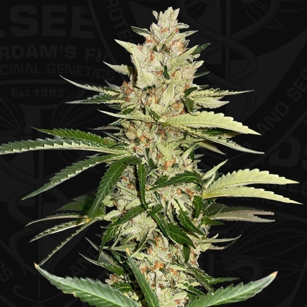 Banana Candy Krush (T.H.Seeds) Feminiserede