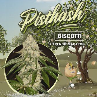 Pisthash (T.H.Seeds) feminiserede cannabisfr&oslash;