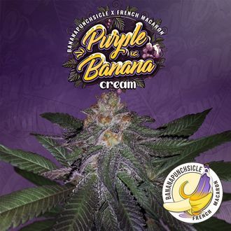 Purple Banana Cream (T.H.Seeds) Feminiserede