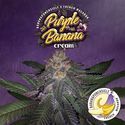 Purple Banana Cream (T.H.Seeds) Feminiserede