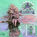 London Mint Cake (T.H.Seeds) Feminiserede