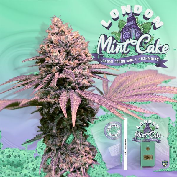 London Mint Cake (T.H.Seeds) Feminiserede