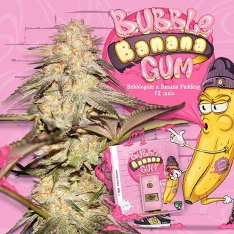BubbleBananaGum (T.H.Seeds) feminiserede cannabisfr&oslash;