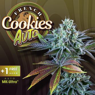 Auto French Cookies (T.H.Seeds) feminiserede