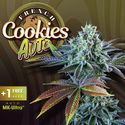 Auto French Cookies (T.H.Seeds) Feminiserede
