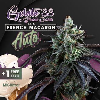 Auto French Macaron (T.H.Seeds) Feminiserede