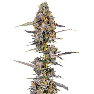 Cherry Mac Muffin (Growers Choice) feminiserede cannabisfr&oslash;