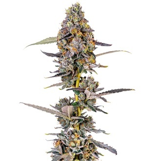 Cherry Mac Muffin (Growers Choice) Feminiserede