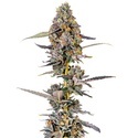 Cherry Mac Muffin (Growers Choice) Feminiserede