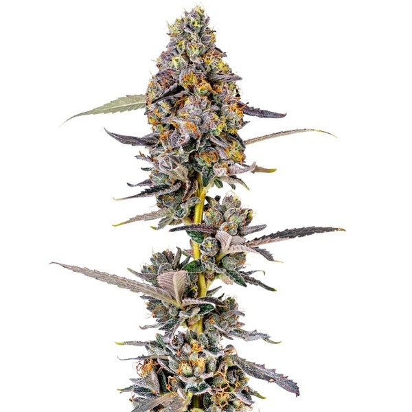 Cherry Mac Muffin (Growers Choice) Feminiserede