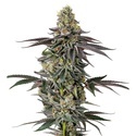 Original Oz (Growers Choice) Feminiserede