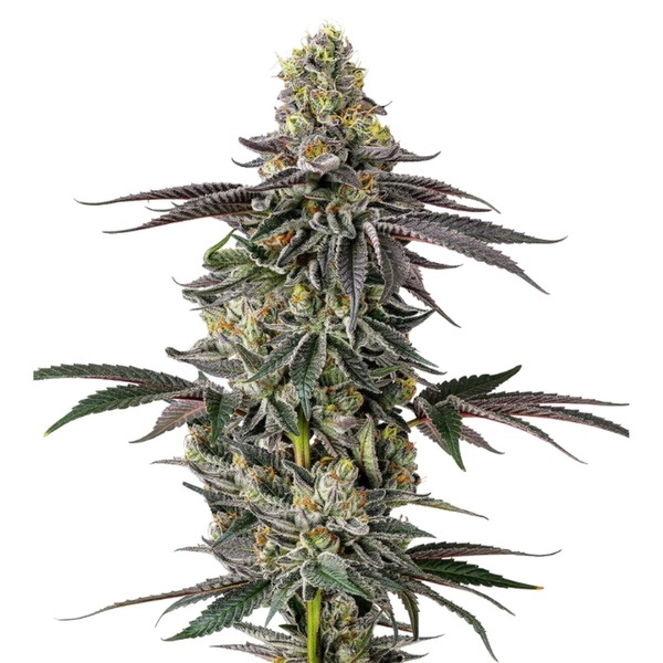 Original Oz (Growers Choice) Feminiserede