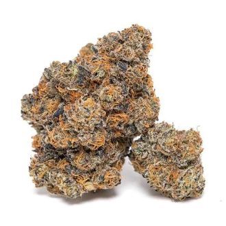 King Louis Garcia (Growers Choice) Feminiserede