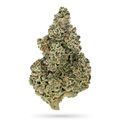 Crazy Roses Fast Version (Growers Choice) Feminiserede