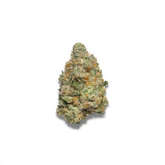 Apple Fritter Autoflower (Growers Choice) feminiserede cannabisfr&oslash;