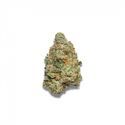 Apple Fritter Autoflower (Growers Choice) Feminiserede