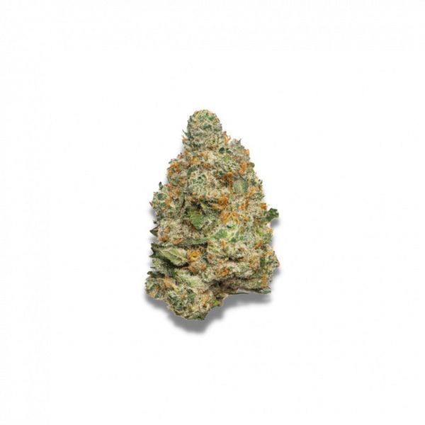 Apple Fritter Autoflower (Growers Choice) Feminiserede