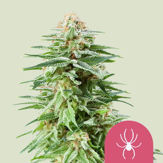 White Widow (Royal Queen Seeds) feminiserede cannabisfr&oslash;