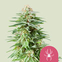 White Widow (Royal Queen Seeds) Feminiserede