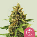 Apple Fritter (Royal Queen Seeds) Feminiserede