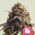 Biscotti (Royal Queen Seeds) Feminiserede