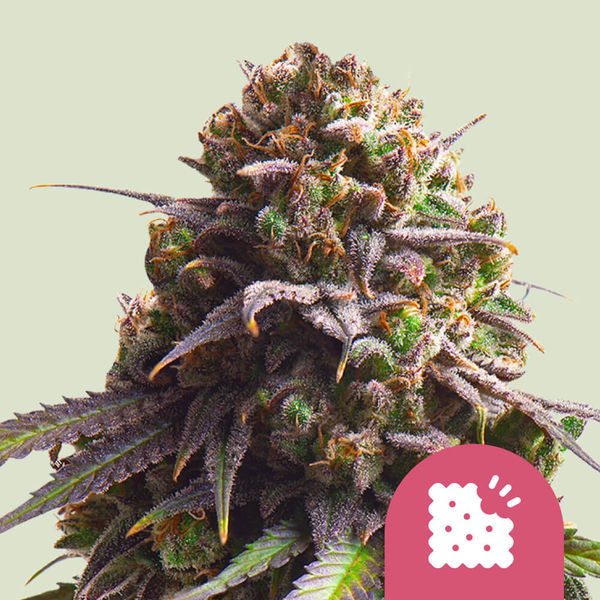 Biscotti (Royal Queen Seeds) Feminiserede