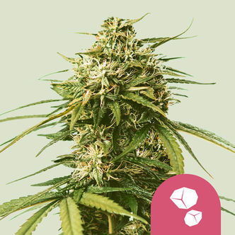 Gushers (Royal Queen Seeds) feminiserede