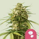 Gushers (Royal Queen Seeds) Feminiserede
