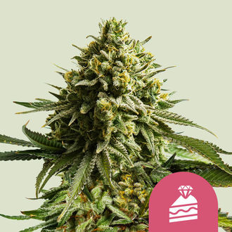 Wedding Cake (Royal Queen Seeds) Feminiserede