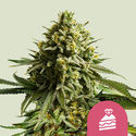 Wedding Cake (Royal Queen Seeds) Feminiserede