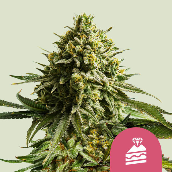 Wedding Cake (Royal Queen Seeds) Feminiserede