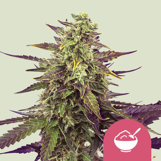 Cereal Milk (Royal Queen Seeds) Feminiserede