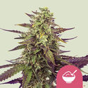 Cereal Milk (Royal Queen Seeds) Feminiserede