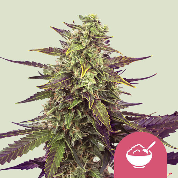 Cereal Milk (Royal Queen Seeds) Feminiserede