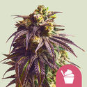 Sundae Driver (Royal Queen Seeds) Feminiserede