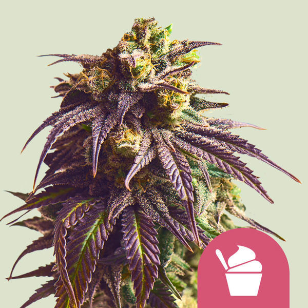 Sundae Driver (Royal Queen Seeds) Feminiserede