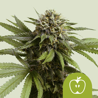Apple Fritter Autoflower (Royal Queen Seeds) Feminiserede