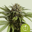 Apple Fritter Autoflower (Royal Queen Seeds) Feminiserede