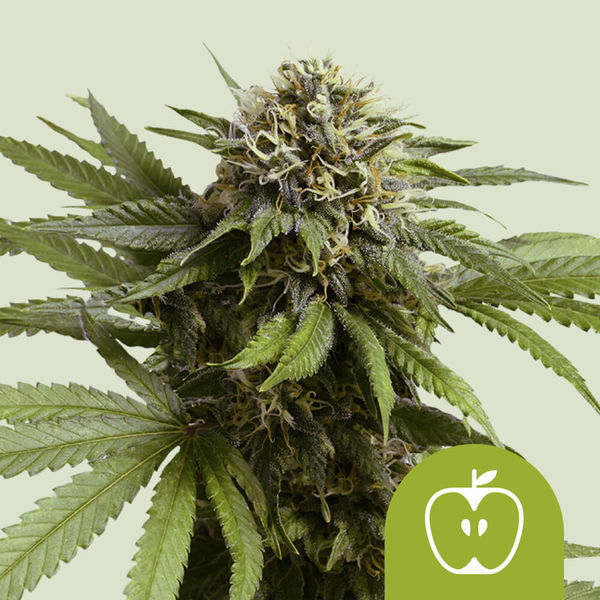 Apple Fritter Autoflower (Royal Queen Seeds) Feminiserede