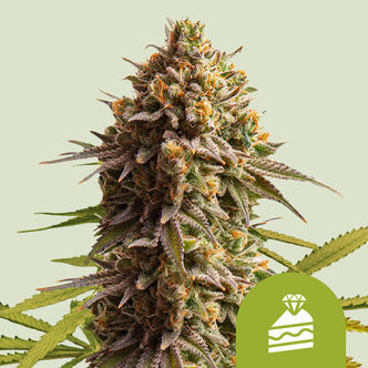 Wedding Cake Automatic (Royal Queen Seeds) feminiserede cannabisfr&oslash;